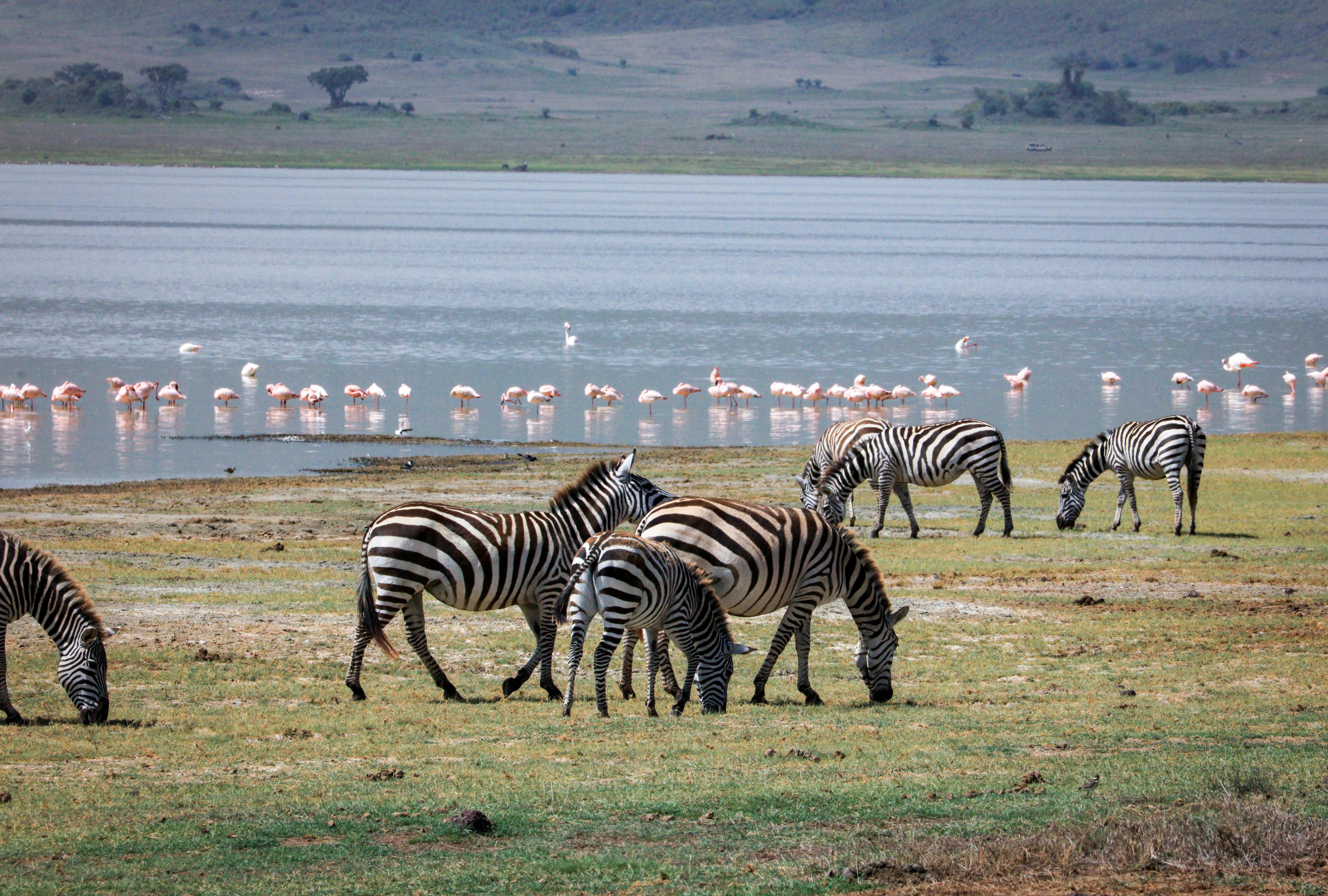 Best joining group 1-Day Trip to Arusha National Park gallery image